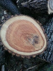 Ash or Norway Maple? Wood ID