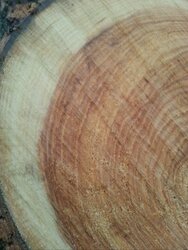 Ash or Norway Maple? Wood ID
