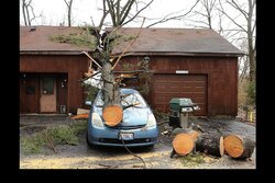 tree car house.jpg