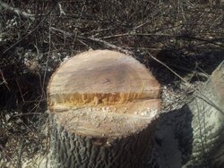 tree stump.jpg