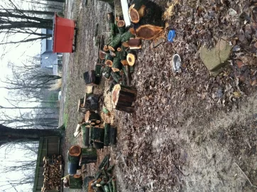 [Hearth.com] Silver maple