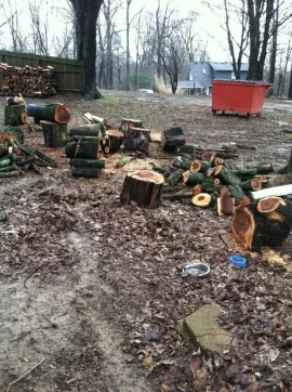 [Hearth.com] Silver maple