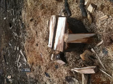 [Hearth.com] Silver maple
