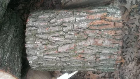 [Hearth.com] A wood ID please