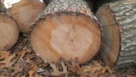 [Hearth.com] A wood ID please