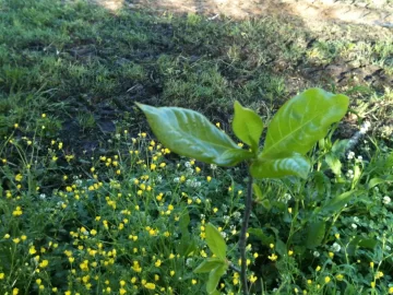 [Hearth.com] Need another tree Id y'all