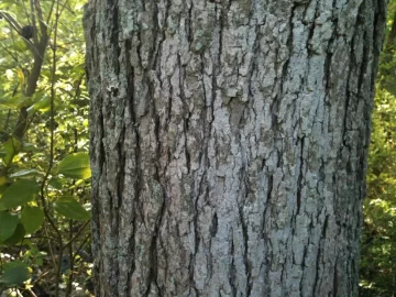 [Hearth.com] Need another tree Id y'all