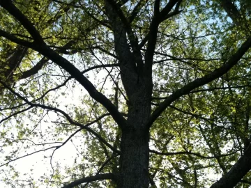 [Hearth.com] Need another tree Id y'all