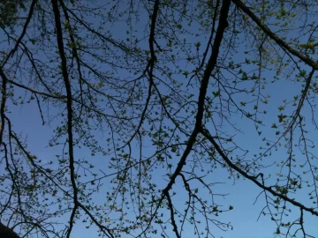 [Hearth.com] Need another tree Id y'all