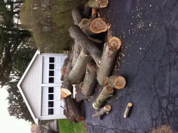 [Hearth.com] You buck this wood and I'll let you have some of it.