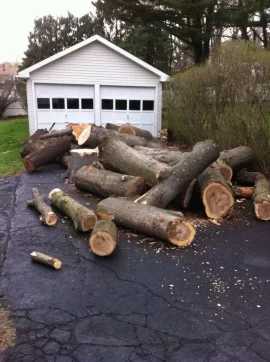 [Hearth.com] You buck this wood and I'll let you have some of it.