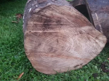 [Hearth.com] American Elm?