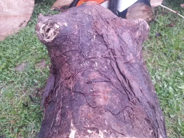 [Hearth.com] American Elm?