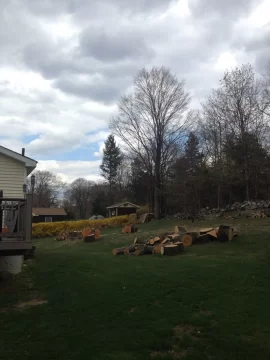 [Hearth.com] Had some maple's taken down