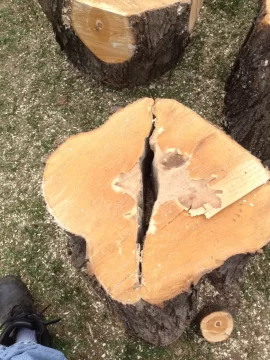 [Hearth.com] Had some maple's taken down
