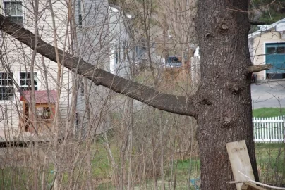 [Hearth.com] Any special considerations in removing this limb?