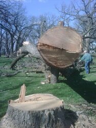 Is there any practical way of processing an Oak tree this dang huge?