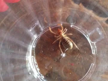 [Hearth.com] Is this a termite?