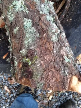 [Hearth.com] Wood ID