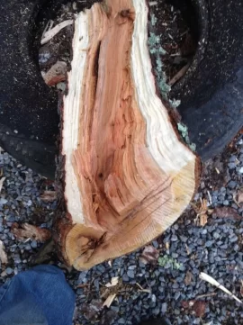 [Hearth.com] Wood ID