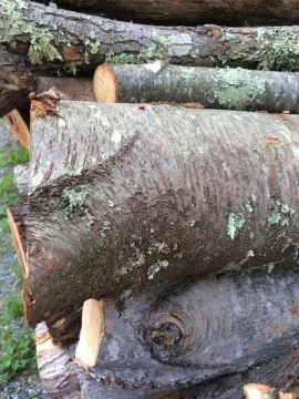 [Hearth.com] Wood ID