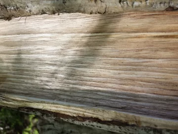 [Hearth.com] Wood Id