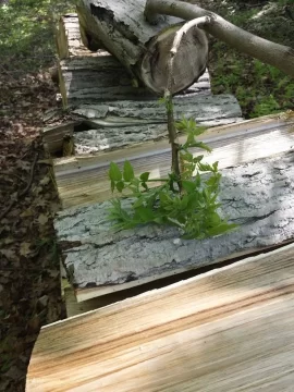 [Hearth.com] Wood Id