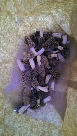 [Hearth.com] looking for wood...or morels.
