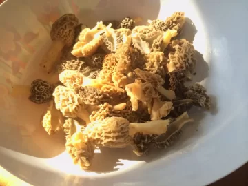 [Hearth.com] looking for wood...or morels.