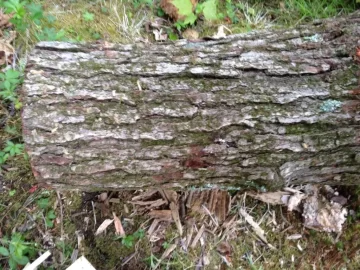 [Hearth.com] Wood ID