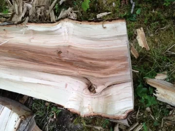 [Hearth.com] Wood ID