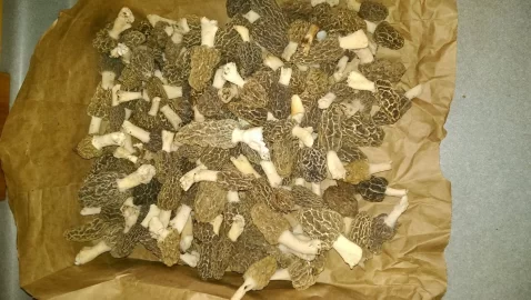[Hearth.com] looking for wood...or morels.