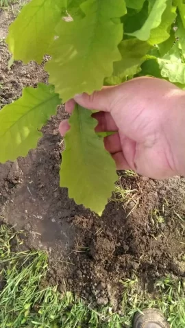 [Hearth.com] tree id please