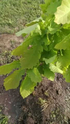 [Hearth.com] tree id please