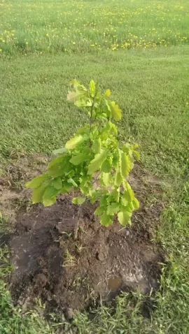 [Hearth.com] tree id please