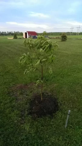 [Hearth.com] tree id please