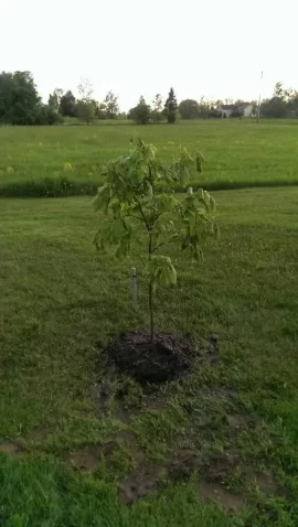 [Hearth.com] tree id please