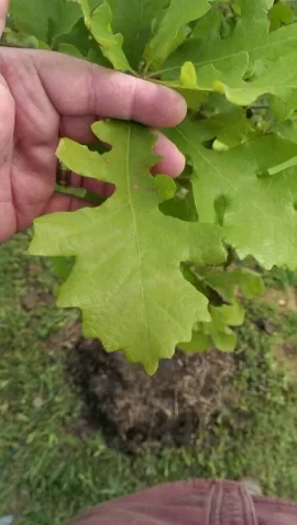 [Hearth.com] tree id please
