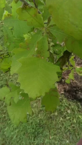 [Hearth.com] tree id please