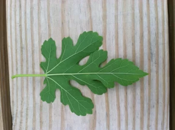 [Hearth.com] Leaf Id.....