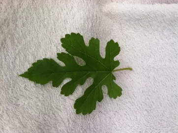 [Hearth.com] Leaf Id.....