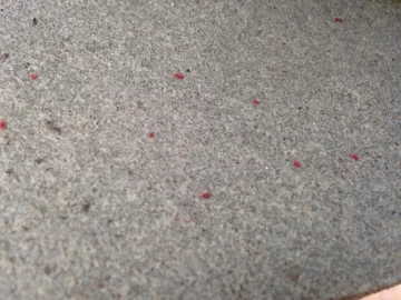 [Hearth.com] Red ants