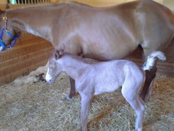 Foaling Season 2014 !! (Yes Cute Newborn Foal Pics !!)