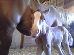 Foaling Season 2014 !! (Yes Cute Newborn Foal Pics !!)