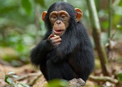 oscar-in-chimpanzee.jpg