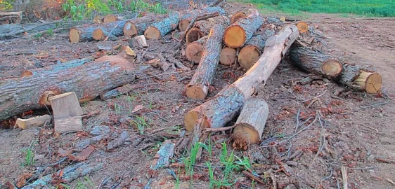 [Hearth.com] Some oak leftover from the loggers!
