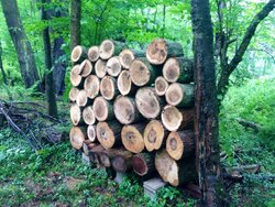 drive by wood score - help identifying