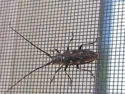 Is this the Asian Longhorn Beetle?