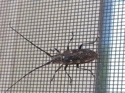 [Hearth.com] Is this the Asian Longhorn Beetle?