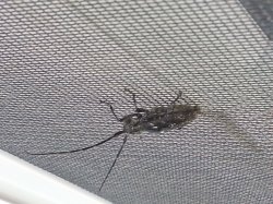 [Hearth.com] Is this the Asian Longhorn Beetle?